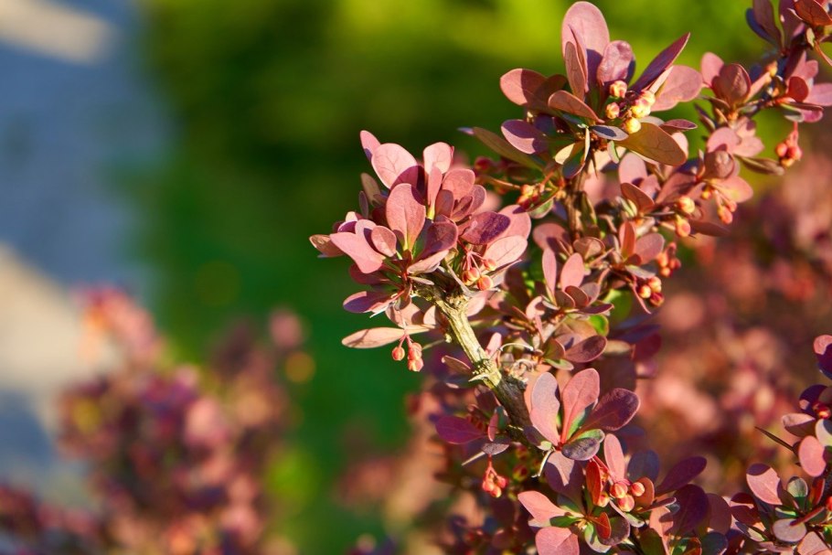 Барбарис обыкновенный плоды