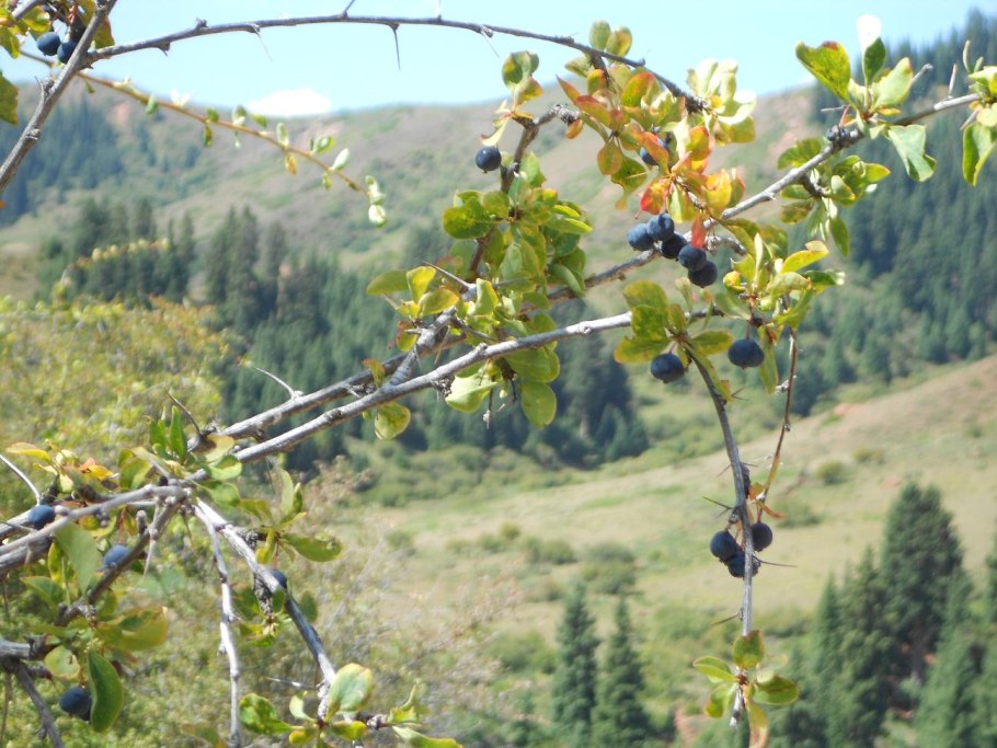 Berberis kaschgarica