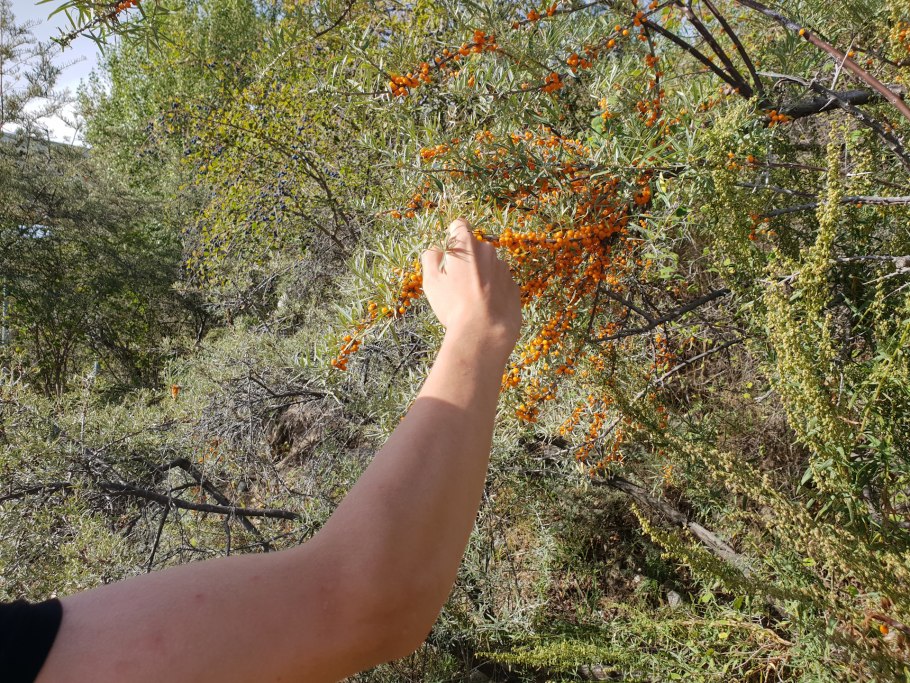 Барбарис оттавский пурпурный