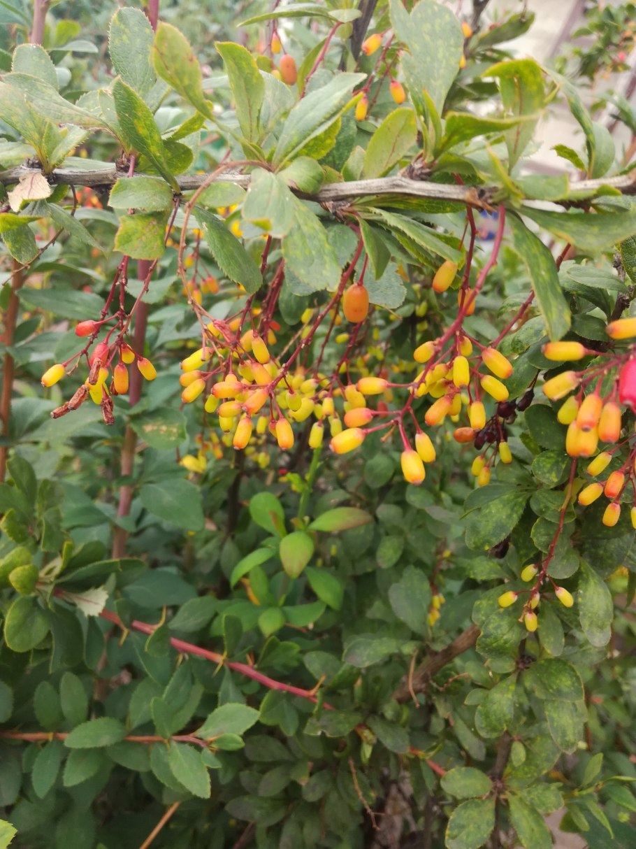 Барбарис плод ягода