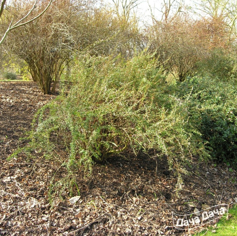 Барбарис обыкновенный Атропурпуреа