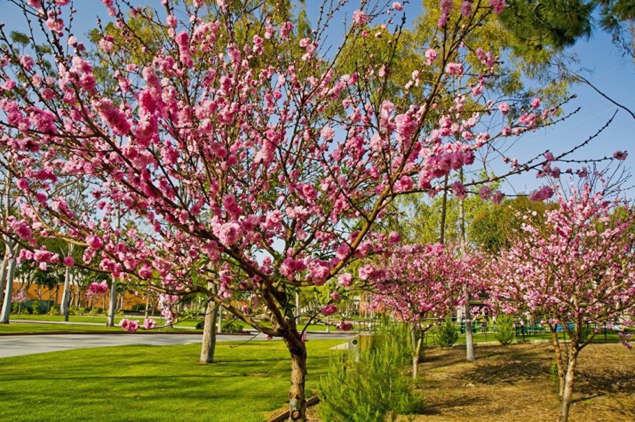 Цветущие плодовые деревья