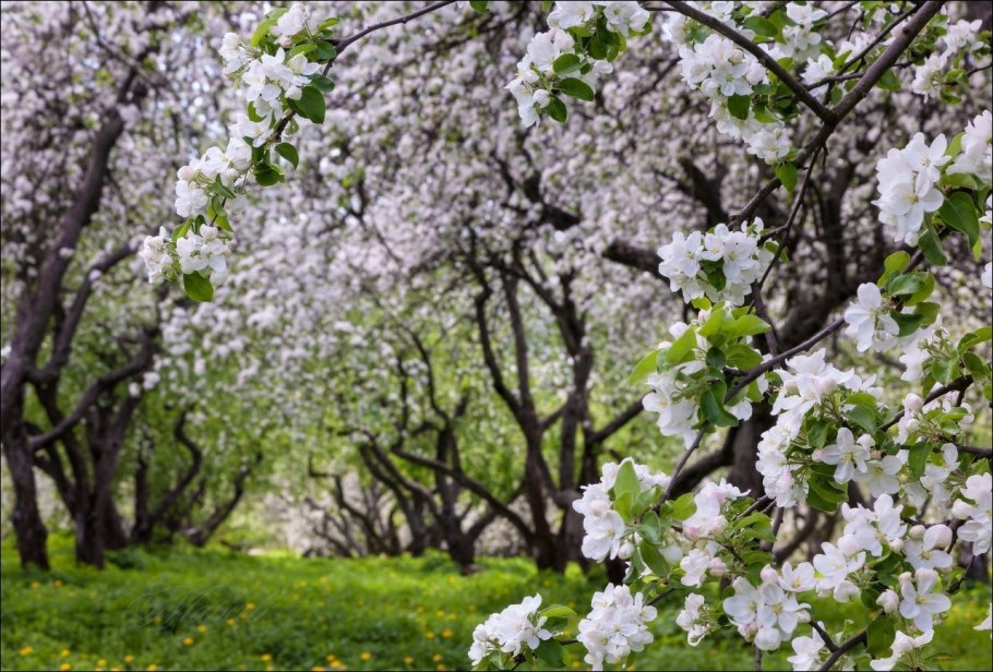 Майкоп цветение яблонь