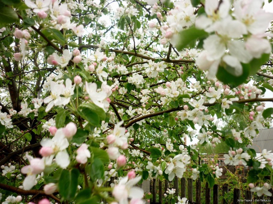 Яблоня хубейская