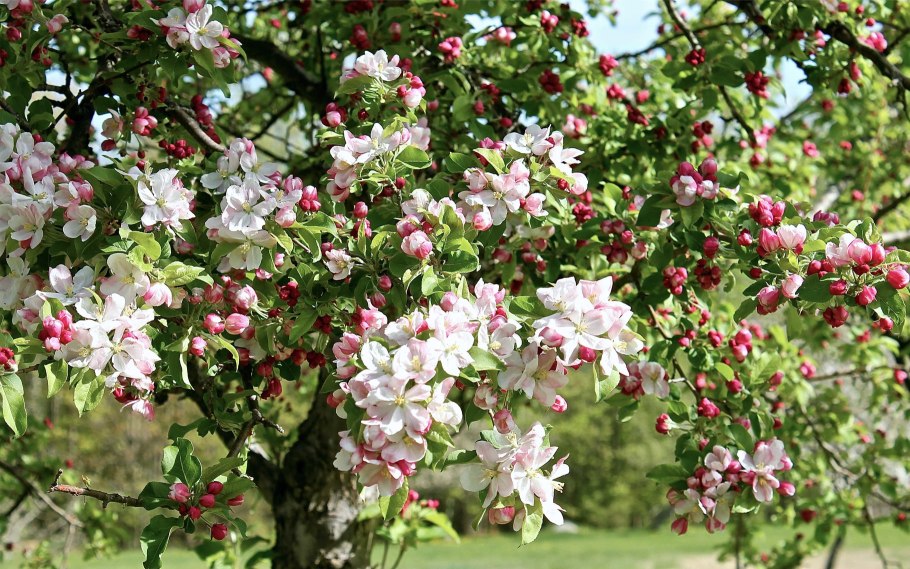Яблоневый сад цветет