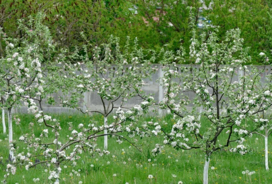 Яблоня приземленное дерево