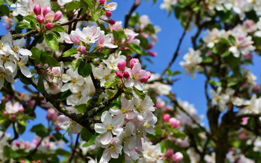 Яблоня макинтош цветение