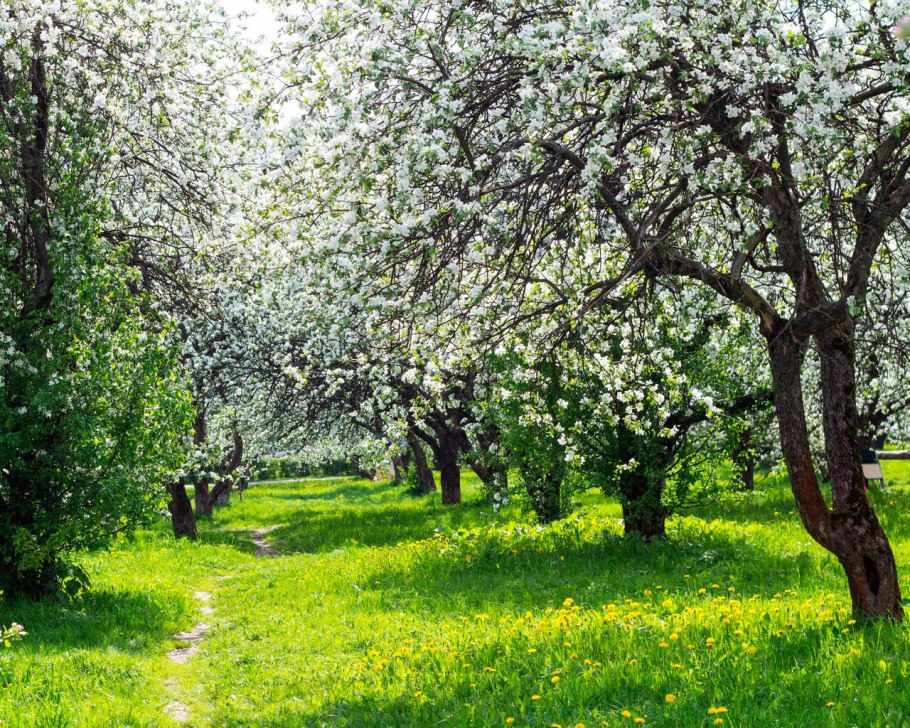 Цветущая Яблоневый сад