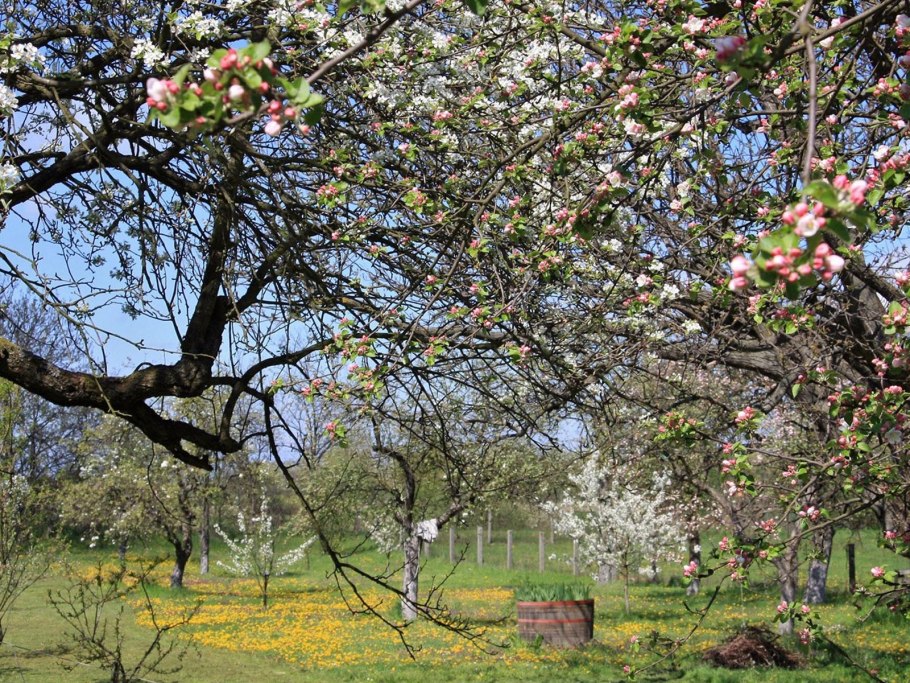 Цветущий Яблоневый сад весной