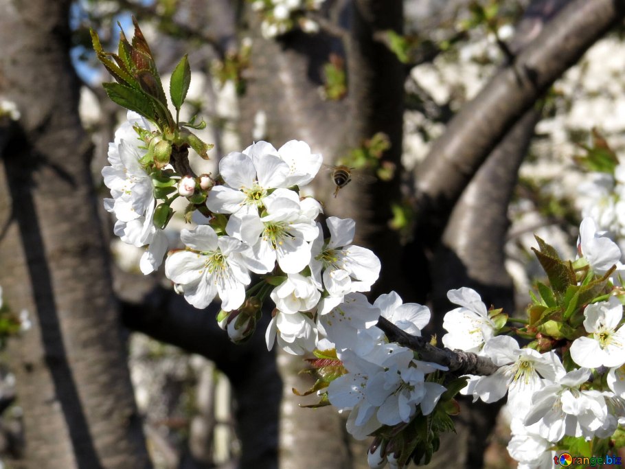 Весенние деревья плодовые