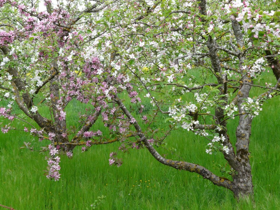 Яблоня Медуница дерево