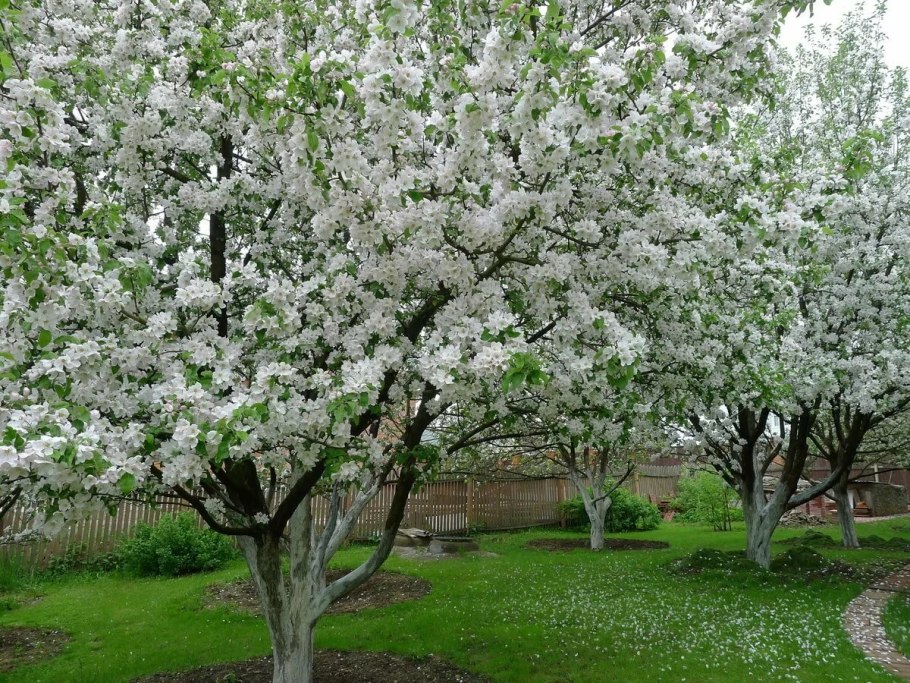 Яблоневый сад яблоня цветет