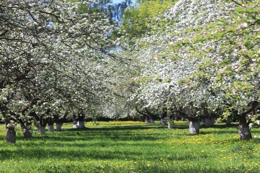 Ясная Поляна цветение яблонь