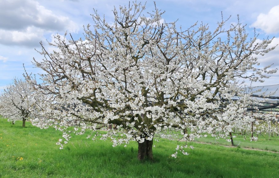 Фруктовые деревья в цвету