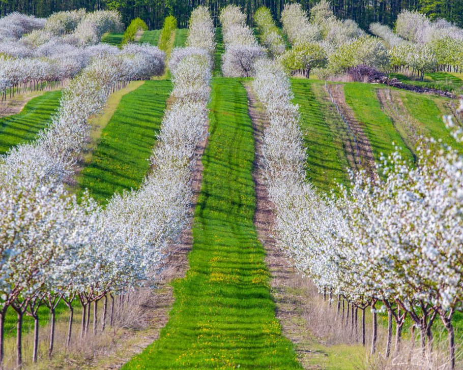 Яблоневый сад вишневый сад