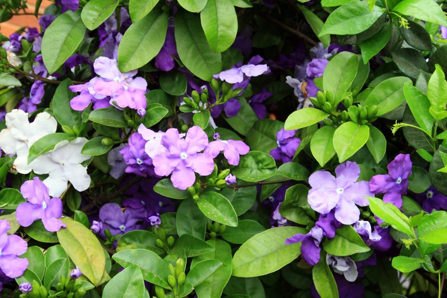 Традесканция Паллида