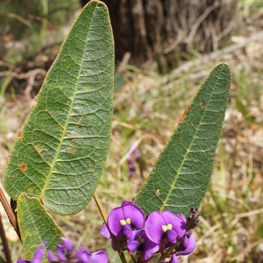 Орхидея виолацея Софронитис
