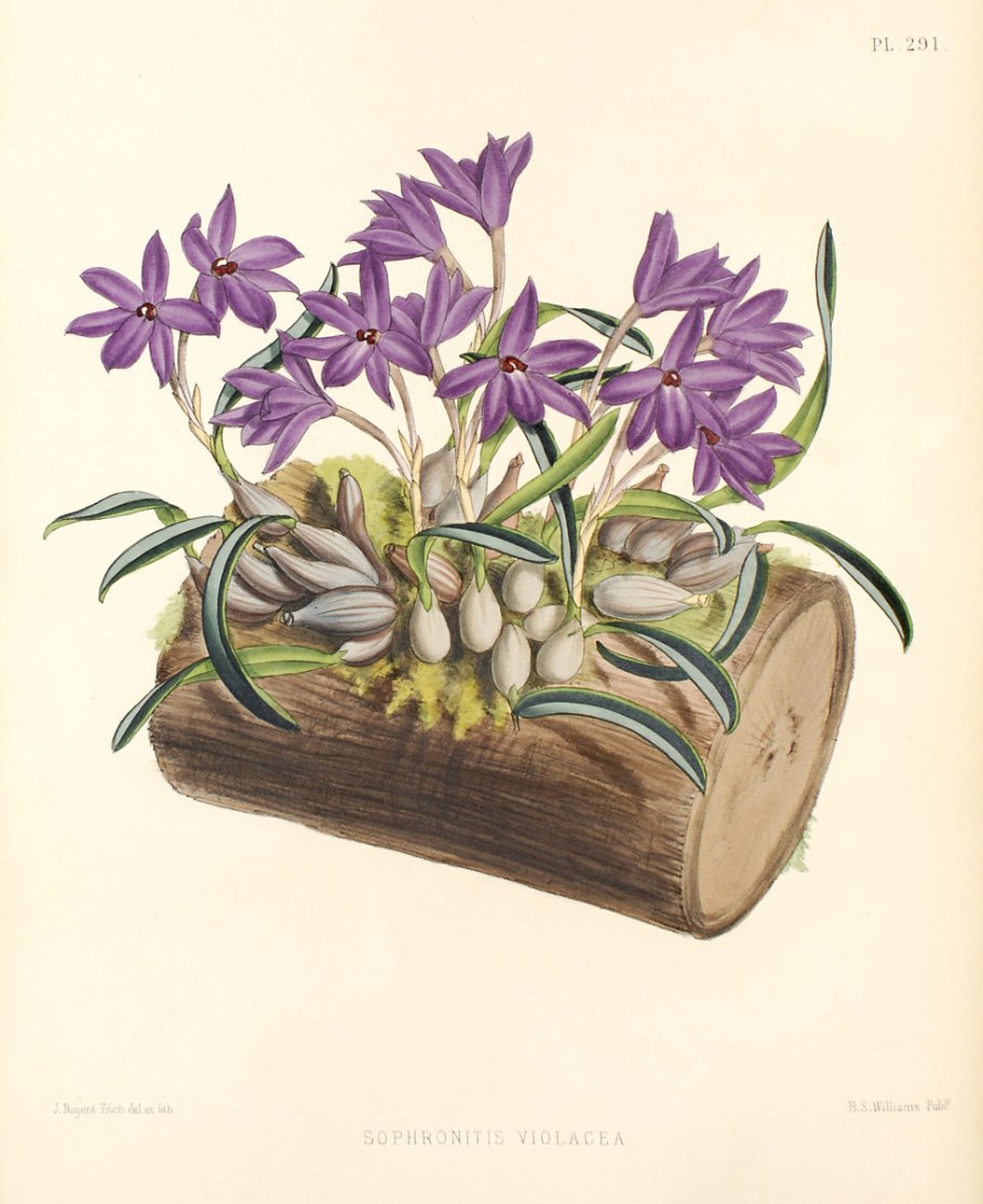 Sophronitis violacea Isabelia violacea