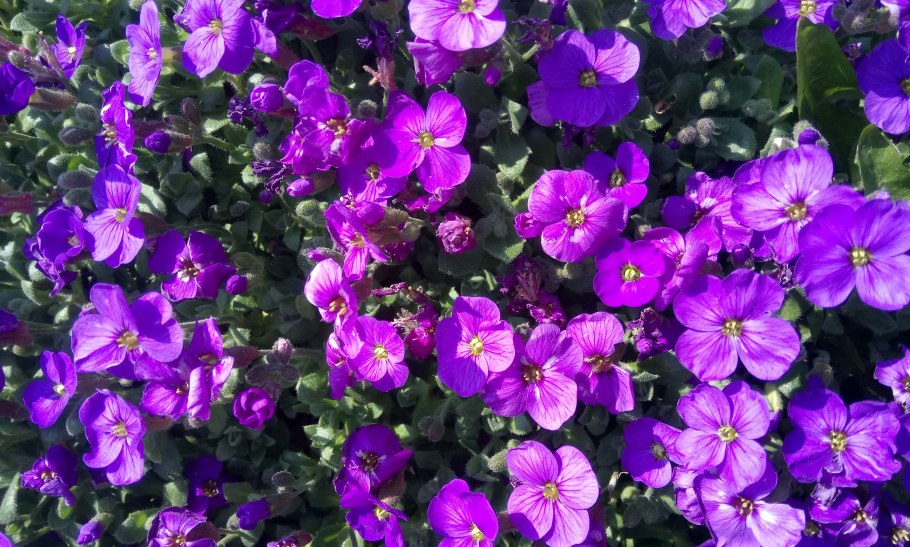 Галатея растение фиолетовый