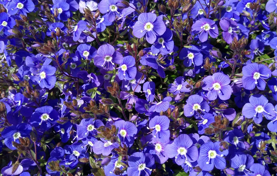 Орхидея Пурпл Харт