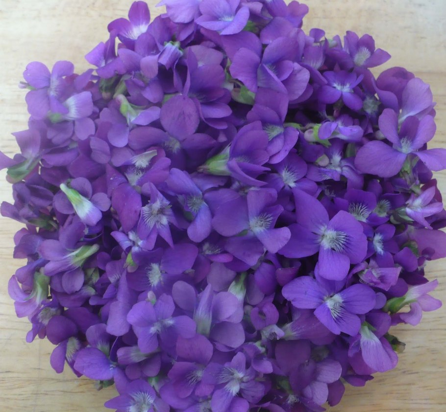 Фиалка, фиолетовая Фея