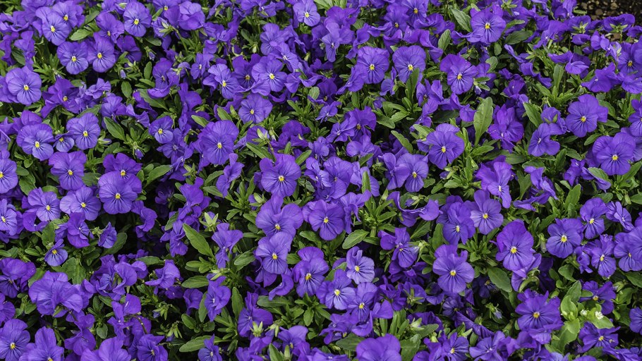 Цветок с фиолетовыми лепестками