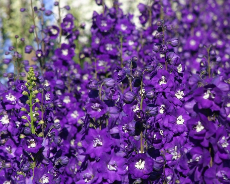 Анютины глазки фиолетовая пурпурная