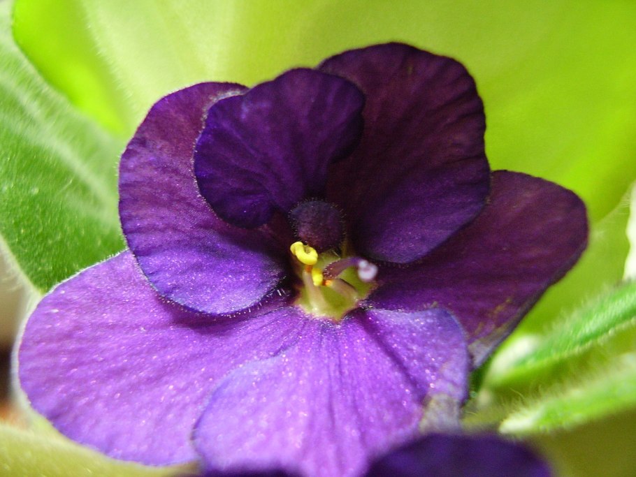 Петуния nightsky