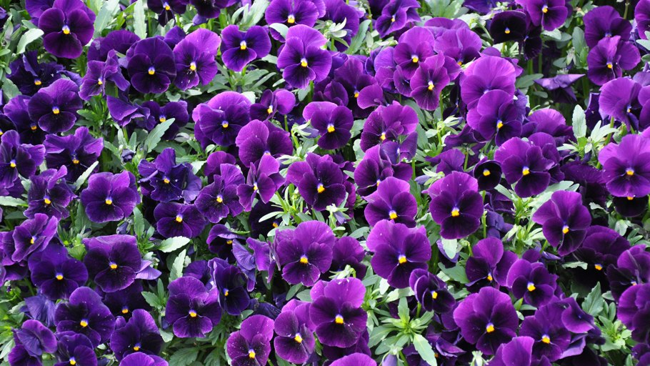 Традесканция перпл Харт