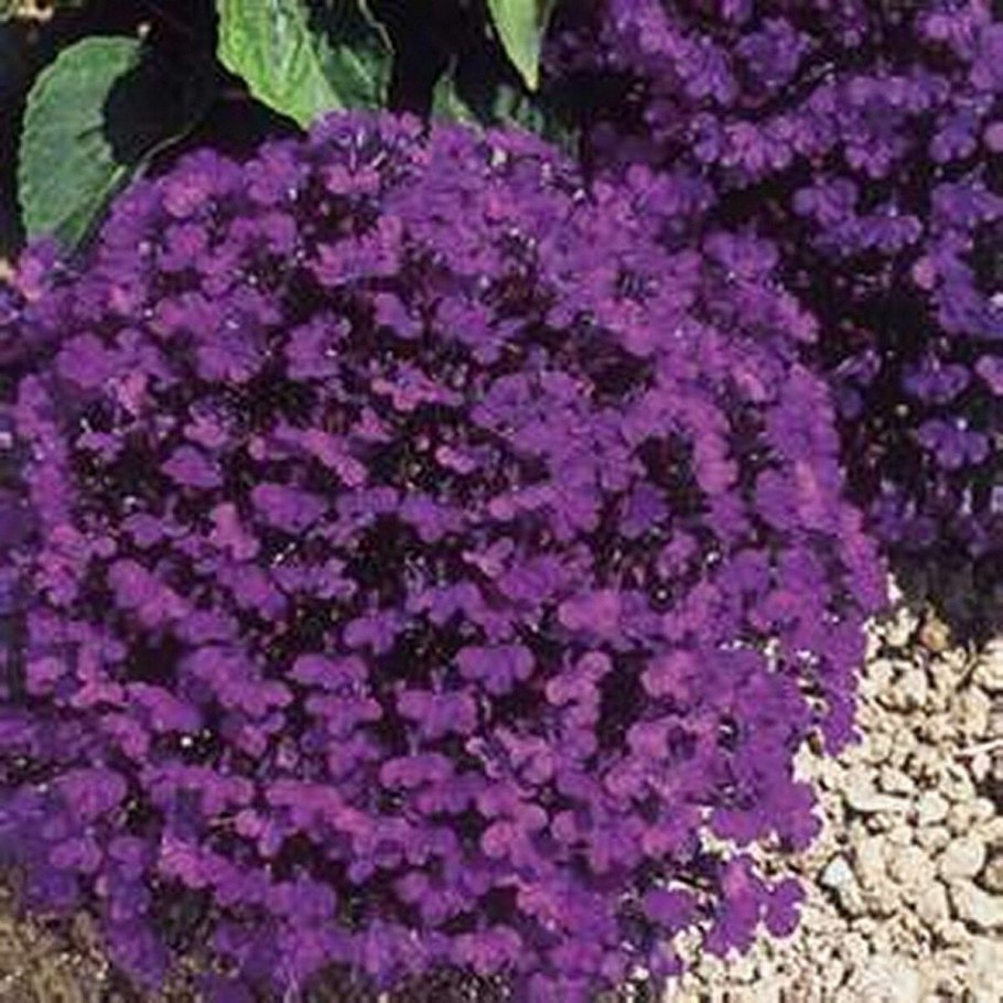 Петуния бархатная фиолетовая