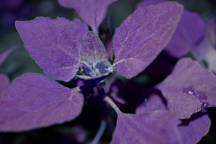 Aubretia Royal Violet (600 семян) многолетние