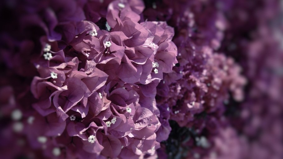 Клематис фиолетовый Пурпл