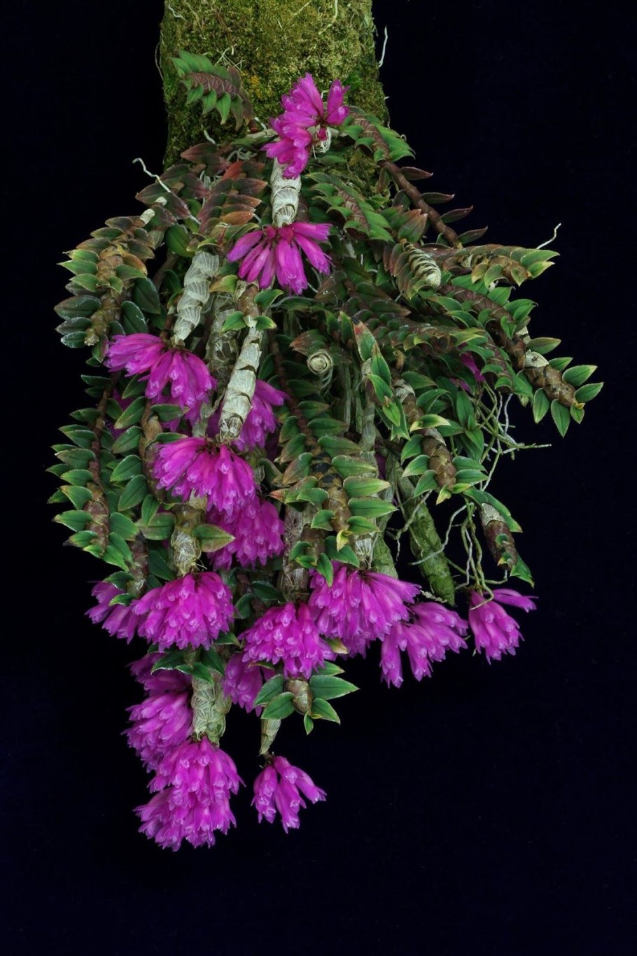 Виола КБР растения