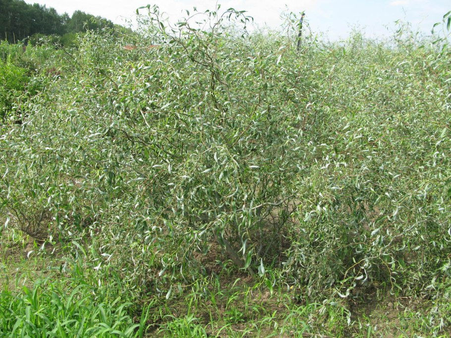 Ива сизая фото