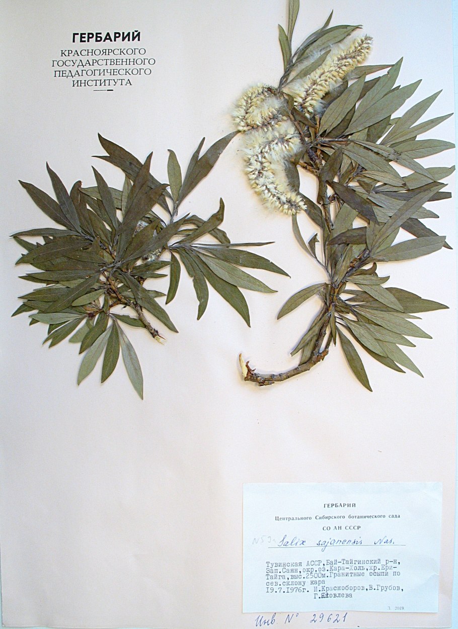 Ива разновидности гербарий