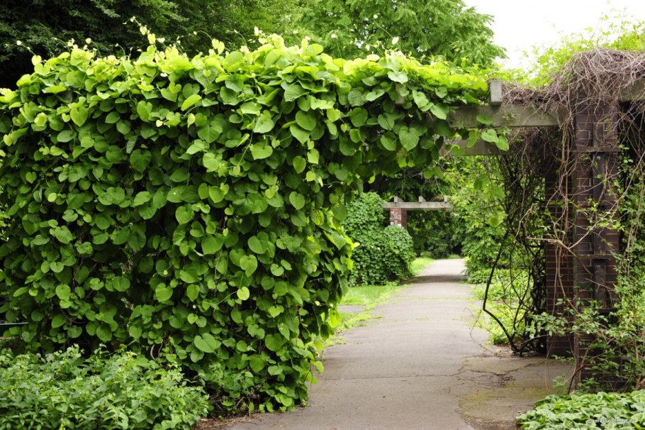 Лиана кирказон маньчжурский