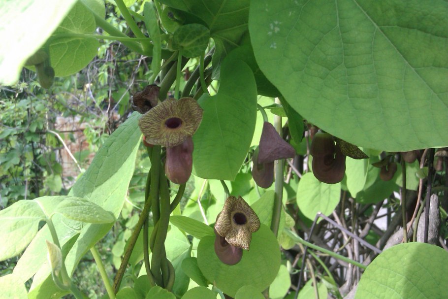 Aristolochia Salvadorensis