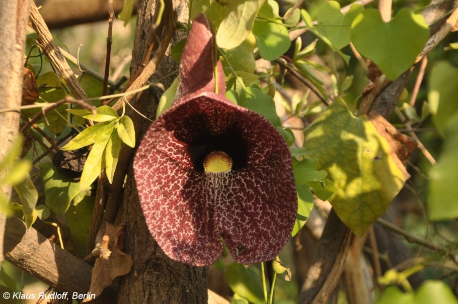 Лиана кирказон маньчжурский