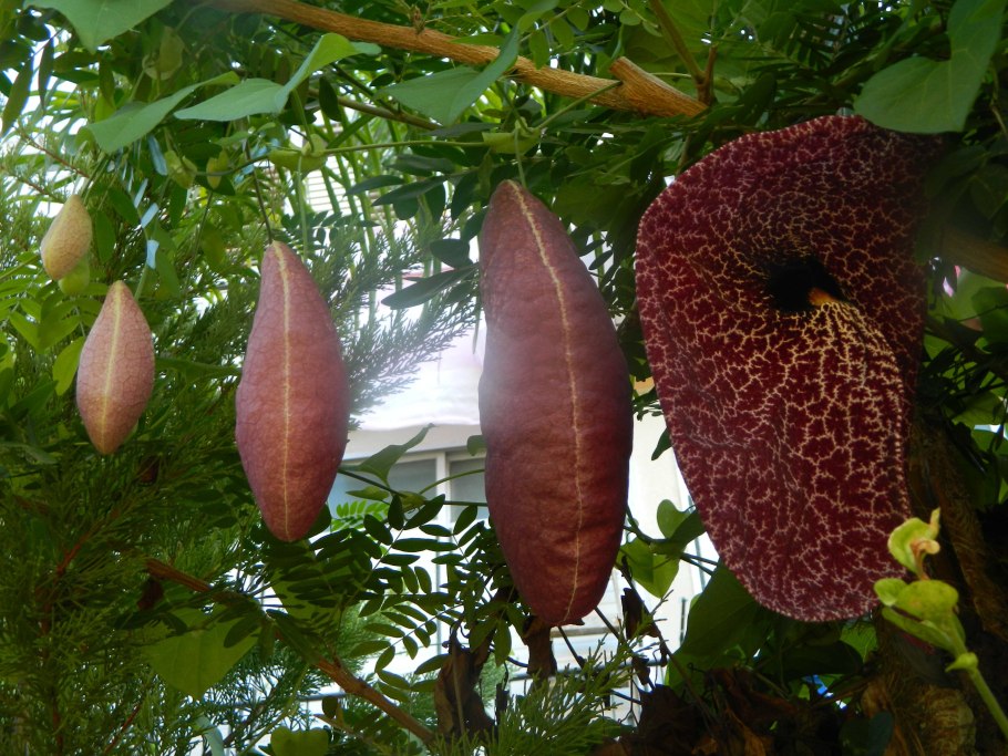 Лиана кирказон маньчжурский