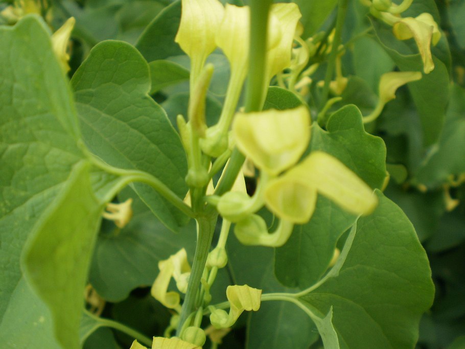 Аристолохия кирказон