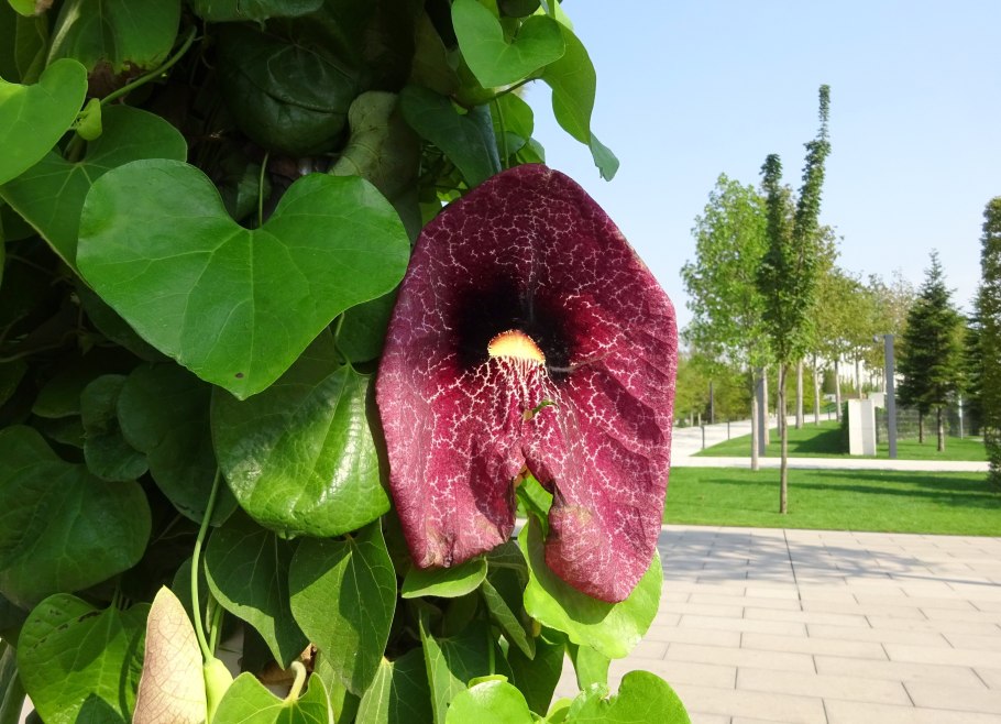 Кирказон клематис