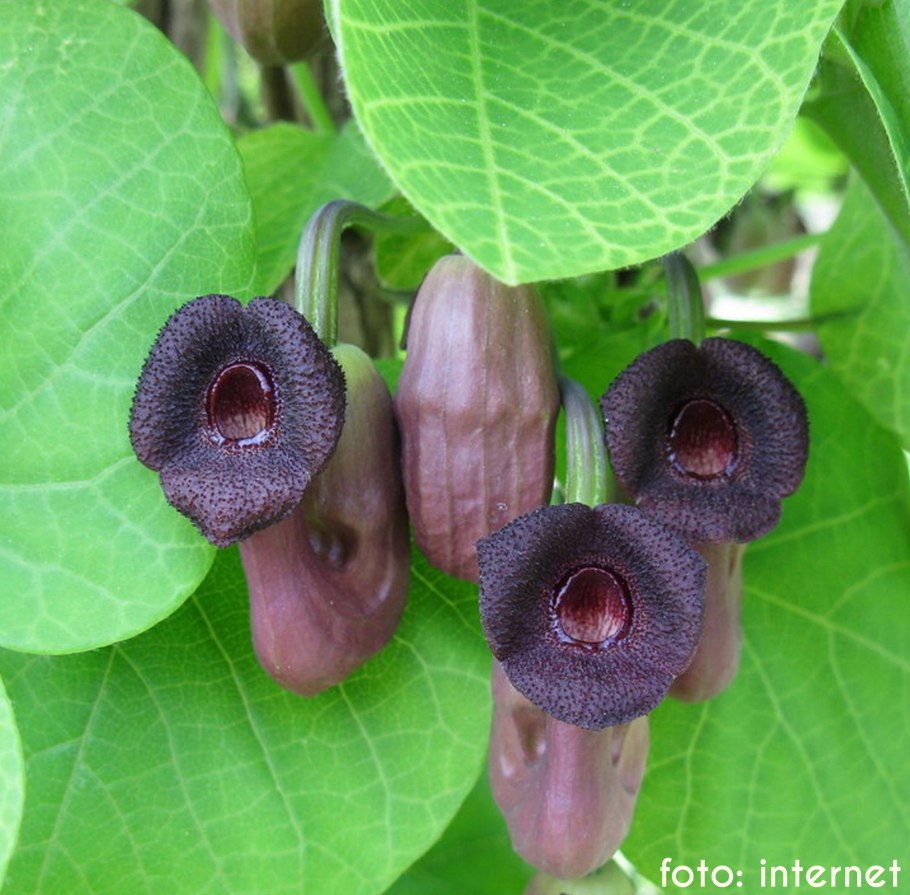 Лиана кирказон маньчжурский