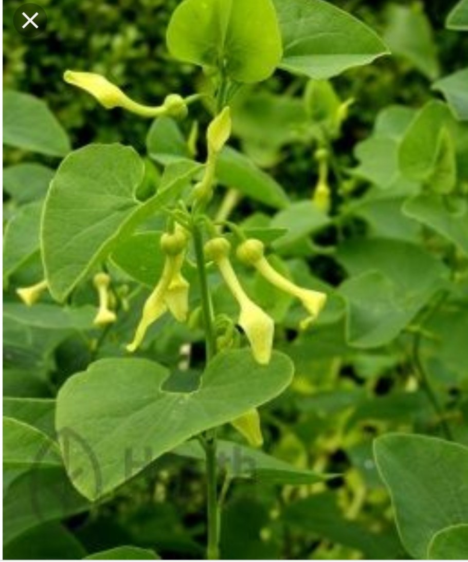 Кирказон ломоносовидный