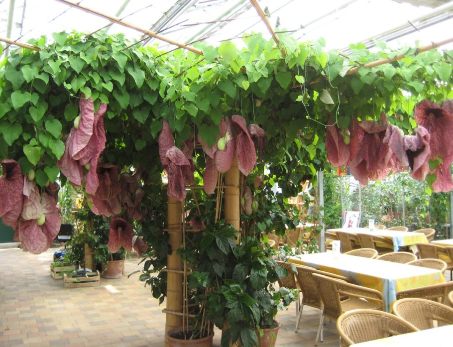 Кирказон ломоносовидный