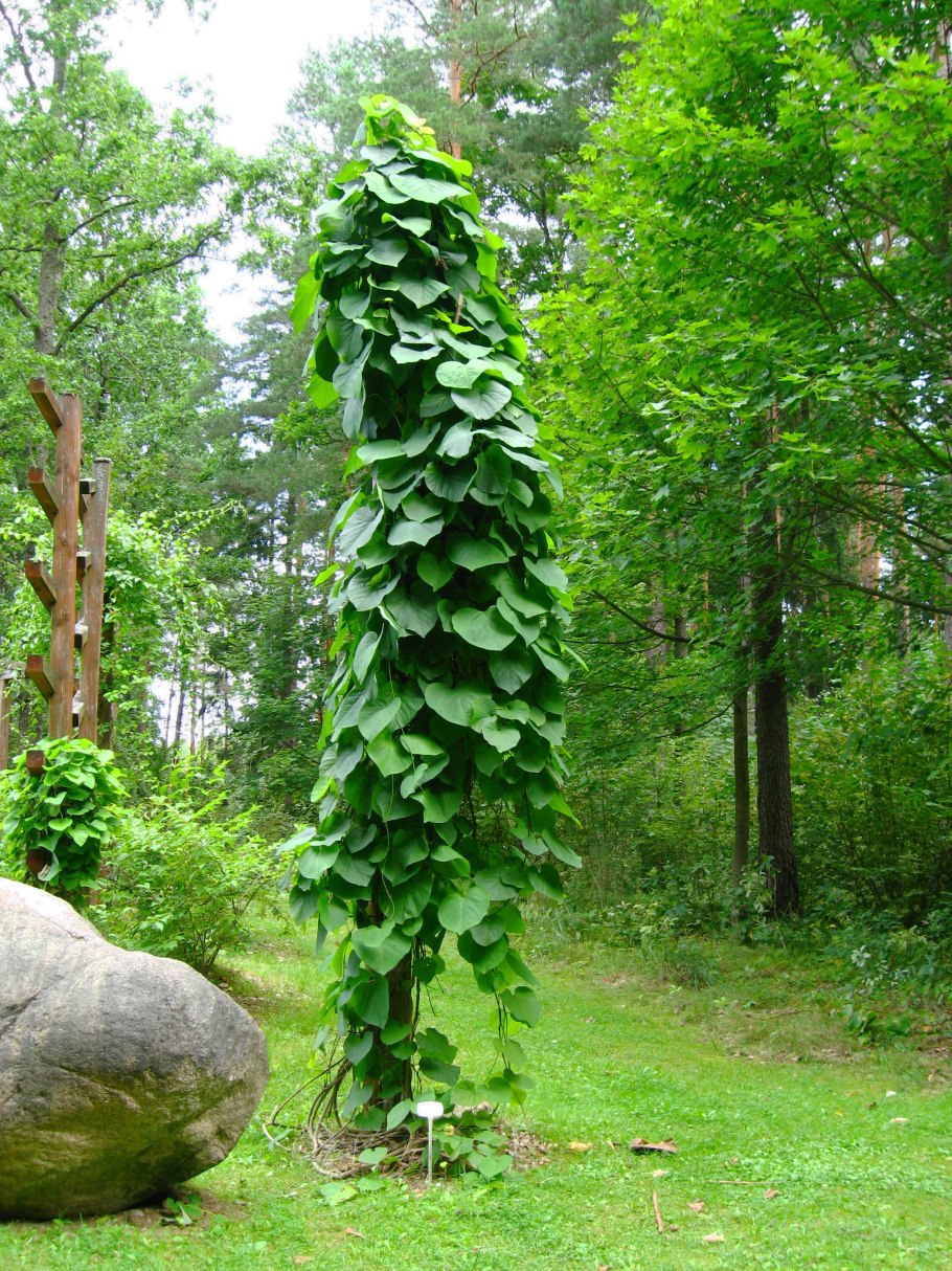 Aristolochia macrophylla
