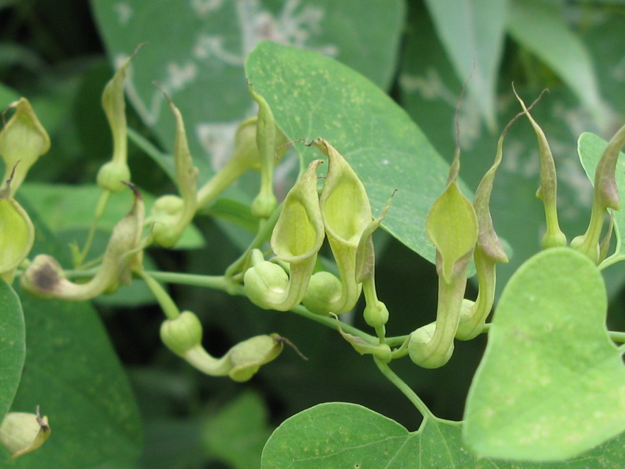 Аристолохия кирказон