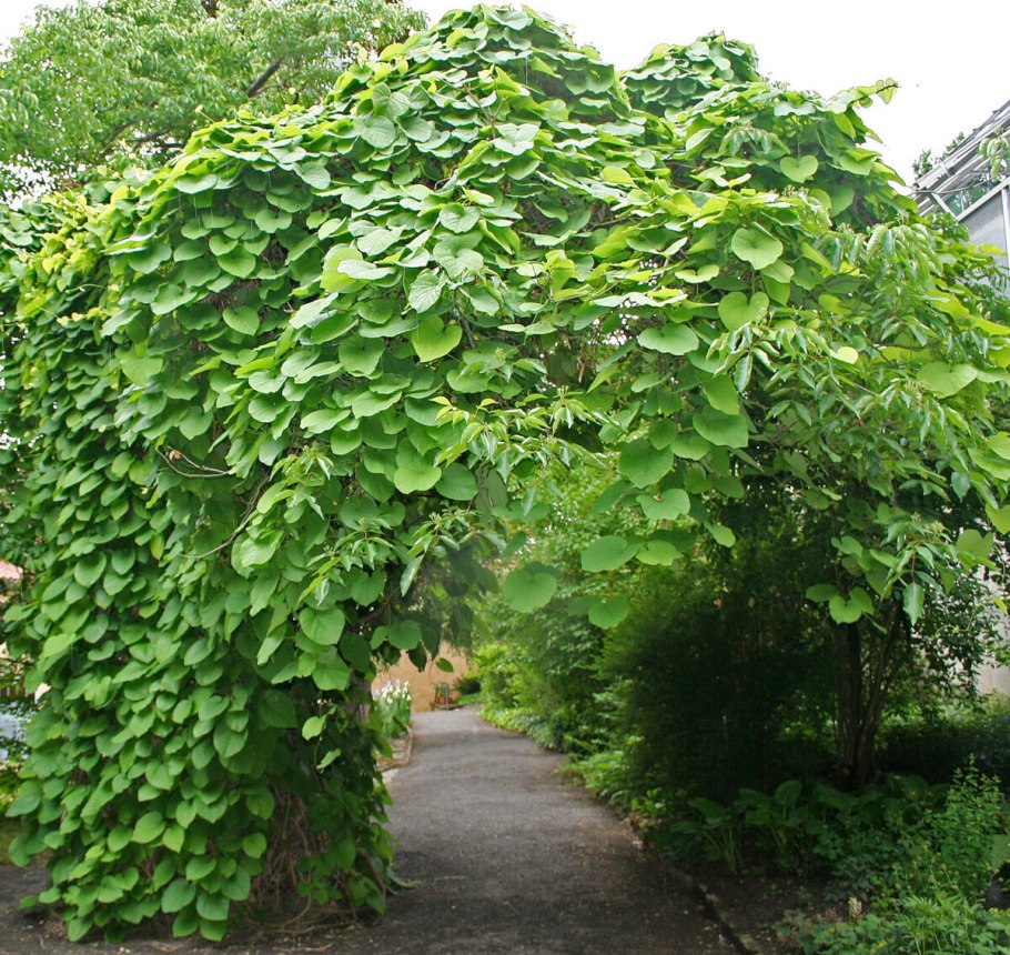 Растение аристолохия кирказон