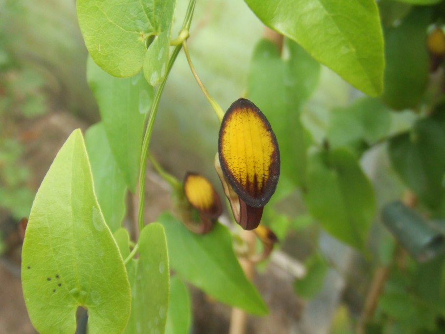 Кирказон маньчжурский (Aristolochia manshuriensis)