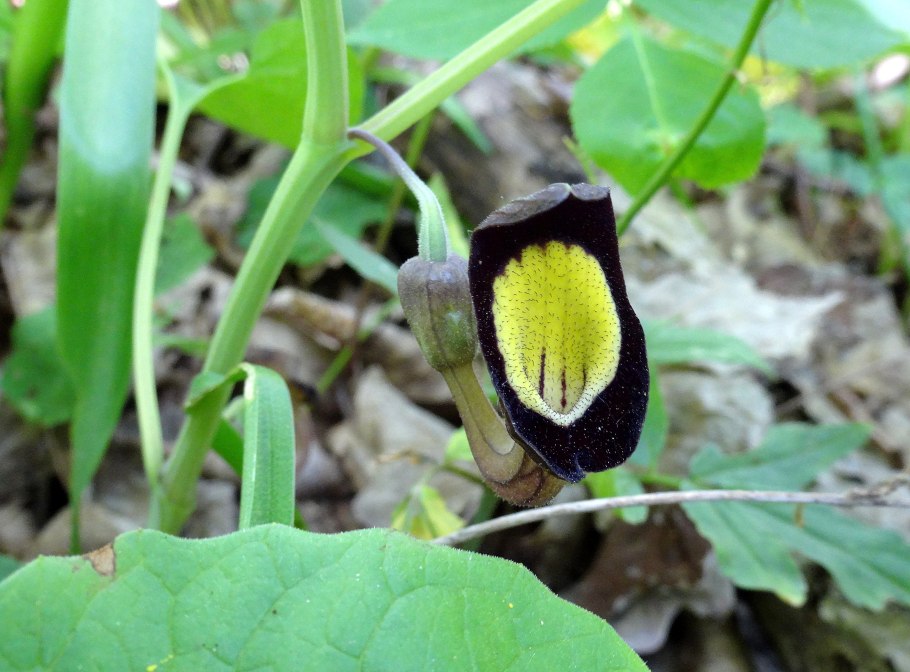 Кирказон Штейпа