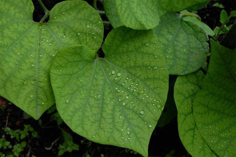 Рожальница растение